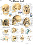 Human Skull - Anatomical Chart